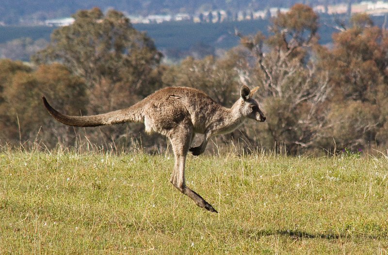 roo hop.jpg